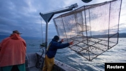 Kerang quagga tampak menempel pada jaring nelayan milik Claude Delley saat ia dan anaknya mengangkat jaring milik mereka di Danau Neuchatel di Swiss, pada 3 Oktober 2024. (Foto: Reuters/Denis Balibouse)