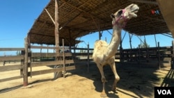 En el establo del Rancho San Cristóbal descansan los camellos, Los Cabos, México. Foto: Paula Díaz, VOA.