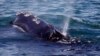 اداره ملی اقیانوسی و جوی آمریکا در صدد وضع محدودیت‌هایی جدید برای محافظت از نهنگ‌ها 