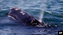 نهنگ حقیقی اطلس شمالی - آرشیو