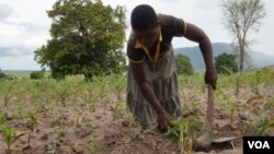 La légalisation du chanvre au Malawi a enthousiasmé de nombreux agriculteurs qui ont abandonné le tabac en raison de la baisse des prix. (Lameck Masina / VOA)