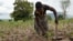 La légalisation du chanvre au Malawi a enthousiasmé de nombreux agriculteurs qui ont abandonné le tabac en raison de la baisse des prix. (Lameck Masina / VOA)