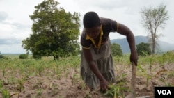 Legalization of the industrial hemp in Malawi has excited many famers who abandoned tobacco due to poor prices. (Lameck Masina/VOA) 