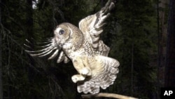 FILE - A northern spotted owl flies after an elusive mouse jumping off the end of a stick in the Deschutes National Forest near Camp Sherman, Ore., May 8, 2003.
