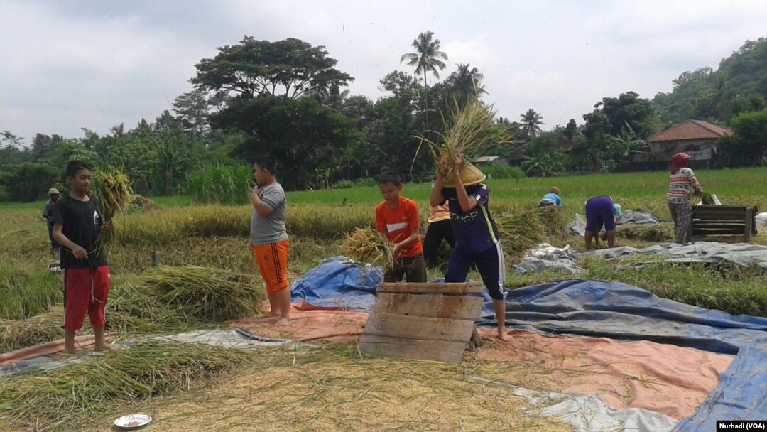Santri Pondok Pesantren MBS membantu petani bekerja di sawah (Foto: VOA/Nurhadi)