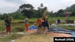 Santri Pondok Pesantren MBS membantu petani bekerja di sawah (Foto: VOA/Nurhadi)