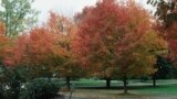 This image provided by Bugwood.org shows a street lined with sugar maple trees (Acer saccharum), the state trees of West Virginia. (John Ruter/University of Georgia/Bugwood.org via AP)