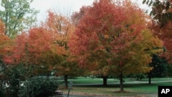 This image provided by Bugwood.org shows a street lined with sugar maple trees (Acer saccharum), the state trees of West Virginia. (John Ruter/University of Georgia/Bugwood.org via AP)