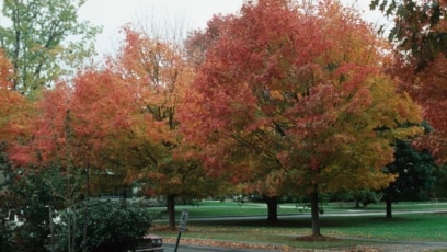 Plant a Tree That Will Last for Many Years