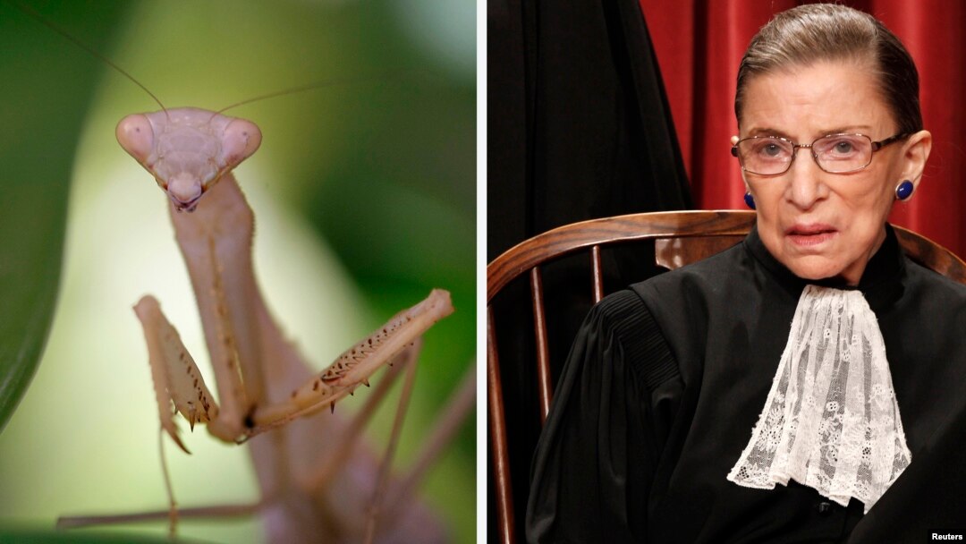 La Ilomantis gisburgae —así ha sido nombrado el insecto— debe su nombre a la característica más visible de la jueza Ginsburg, el pañuelo con pliegues que usa al cuello.