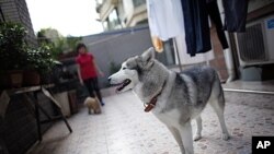 Guo Huiying plays with her dogs Snow (R) and Xixi (L) at her apartment in Shanghai, China, May 13, 2011