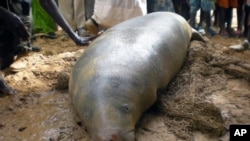 A manatee is rescued in Senegal, Nov 2010