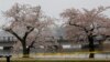 US Capital Tries to Cut Visits To Famed Cherry Blossoms Park