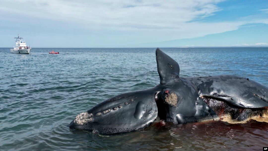 Los rescatistas acuden al lugar donde hallaron una ballena muerta para luego remolcarla, cerca de Puerto Madryn, Argentina, el 4 de octubre de 2022. 