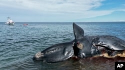 Los rescatistas acuden al lugar donde hallaron una ballena muerta para luego remolcarla, cerca de Puerto Madryn, Argentina, el 4 de octubre de 2022. 