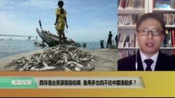 时事看台：专家视点：西非渔业资源面临枯竭，鱼再多也挡不住中国渔船多？