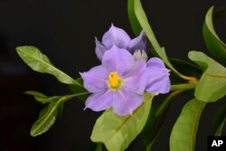 FILE - This image released by the U.S. Fish and Wildlife Service shows a flower from a shrub known as marrón bacora on March 21, 2021.