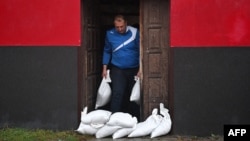 Muškarac gomila vreće s pijeskom na ulazu u kuću kako bi je zaštitio od poplava u mjestu Glucholazy, na jugu Poljske, 14. septembra 2024. godine, dok se srednja Evropa suočava s obilnim padavinama za koje se očekuje da će izazvati poplave.