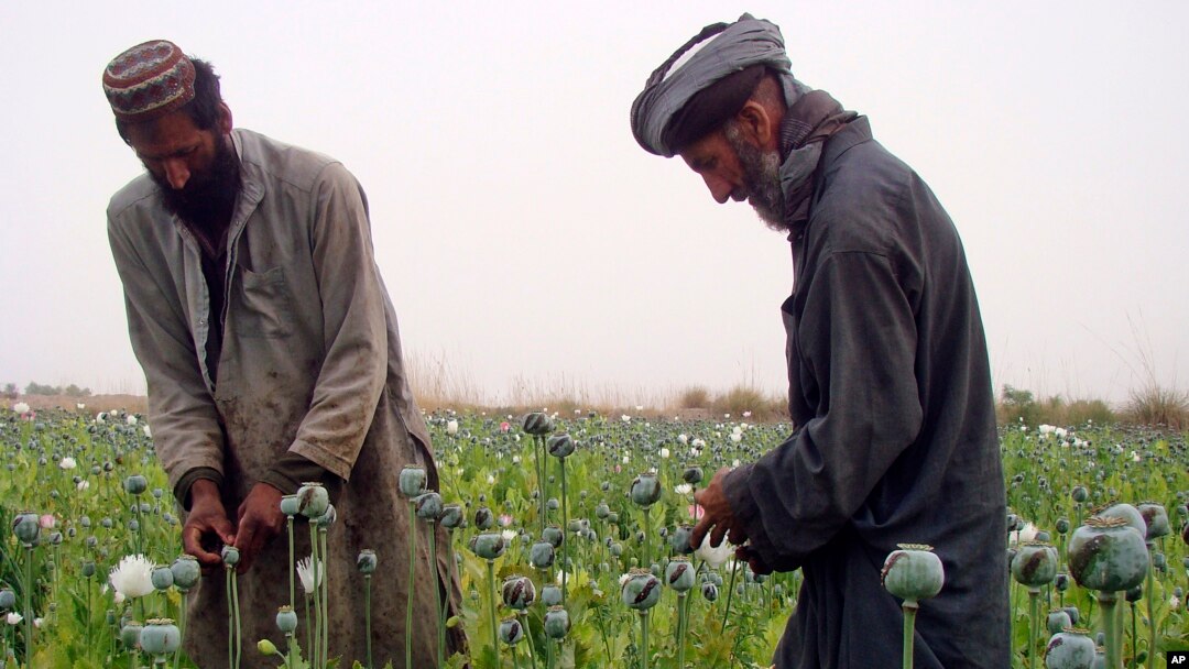 FILE - Afghan farmers harvest raw opium on a poppy field in the village of Bawri, outside of Lashkar Gah, Helmand, southern Afghanistan.