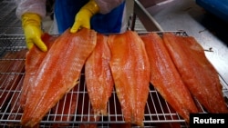 FILE - A worker inspects salmon fillets at processing plant. Genetically modified versions of the fish have just been approved by U.S. regulators for human consumption.