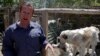 英國動物慈善庇護組織“諾扎德”的創始人潘·法辛站在喀布爾郊外的一個犬籠前。(2021年5月1日)