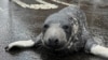 Underweight baby seal is rescued from Connecticut streets and recovering at an aquarium 