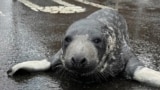 Underweight baby seal is rescued from Connecticut streets and recovering at an aquarium 