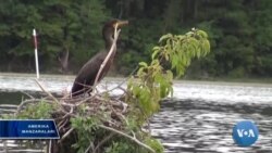 Tabiat zonasi - antiqa obida