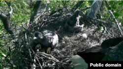 Screen grab of baby eagles from D.C. Eagle Cam project livestream, April 20, 2016. 