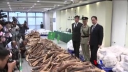 香港檢獲約7200公斤象牙（粵語）