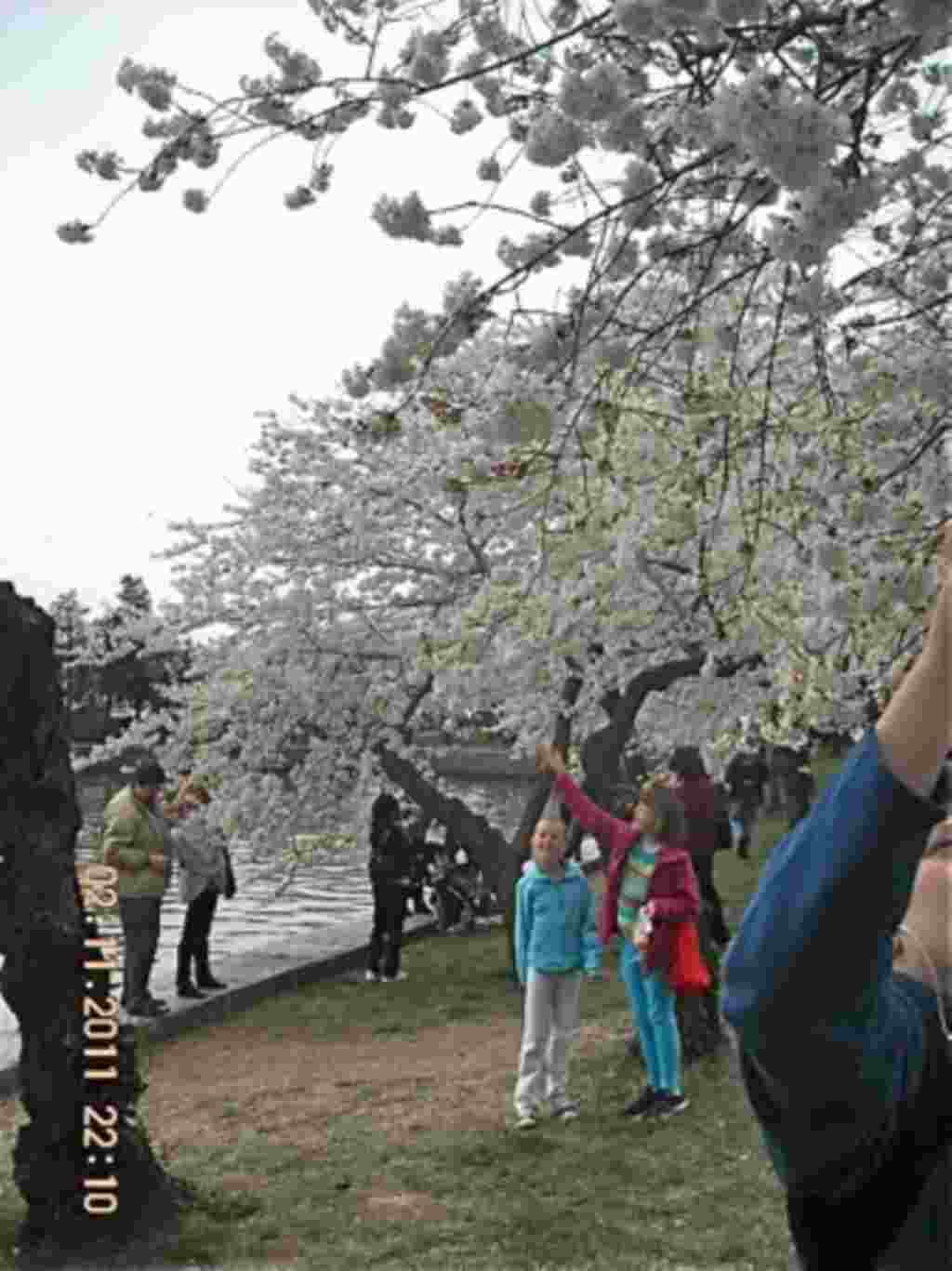 فستیوال شکوفه های گیلاس در واشنگتن ۲۰۱۱