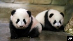 ফ্রান্সের বিউভাল চিড়িয়াখানায় প্রথমবারের মত হুয়ানলিলি এবং ইউয়ানডুডু নামের যমজ পান্ডা শাবককে দেখা যাচ্ছে। ডিসেম্বর ১১, ২০২১। ছবি সৌজন্য: Zooparc de Beauval. 