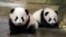 In this photo provided by Zooparc de Beauval, twin panda cubs Yuandudu and Huanlili take their first steps in public, at the Beauval Zoo in Saint-Aignan-sur-Cher, France, Dec. 11, 2021.