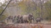 Kawanan gajah tampak berada di jalanan di area konservasi Save Valley di Zimbabwe, pada 11 Juli 2024. (Foto: AP/Tsvangirayi Mukwazhi)