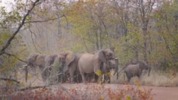 Kawanan gajah tampak berada di jalanan di area konservasi Save Valley di Zimbabwe, pada 11 Juli 2024. (Foto: AP/Tsvangirayi Mukwazhi)