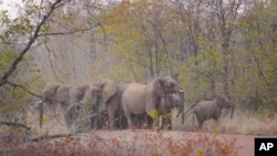 Kawanan gajah tampak berada di jalanan di area konservasi Save Valley di Zimbabwe, pada 11 Juli 2024. (Foto: AP/Tsvangirayi Mukwazhi)