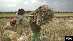 Peneliti pertanian mengritik kebijakan pemerintah menjadikan impor sebagai keputusan akhir mengatasi sektor pertanian dalam negeri, terutama beras (foto: dok).