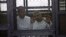 Al-Jazeera English bureau chief Mohammed Fahmy, right, and correspondent Peter Greste, in a defendant's cage during courtroom appearance, Cairo, April 22, 2014. (Hamada Elrasam for VOA)