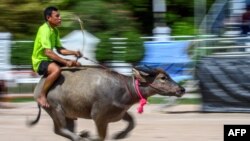 A jockey rides a water buffalo during the annual Chonburi Buffalo Race in Chonburi, Thailand.
