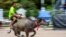 A jockey rides a water buffalo during the annual Chonburi Buffalo Race in Chonburi, Thailand.