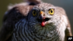 FILE - In this April 23, 2015, file photo a sparrow hawk looks up after catching a pigeon on a falcon farm, near the northern Serbian town of Coka. 