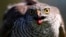 FILE - In this April 23, 2015, file photo a sparrow hawk looks up after catching a pigeon on a falcon farm, near the northern Serbian town of Coka. 