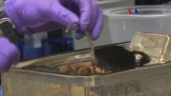 Descubren proteína que podría ayudar a prevenir diabetes Tipo 2