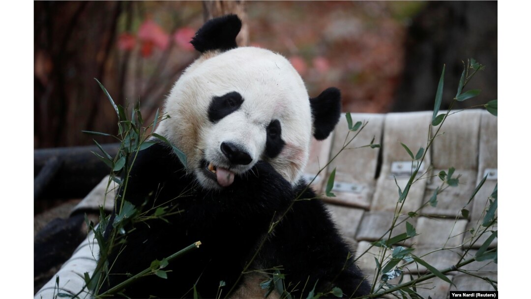 Panda Bei Bei, koja je do prošle godine bila u Nacionalnom zoo vrtu u Washingtonu.