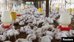 Ribuan ayam di sebuah peternakan di Bogor, 27 Juli 2012. (Foto: Enny Nuraheni/Reuters)