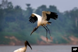 FILE - A wood stork flies, in Carauari, Brazil, Tuesday, Sept. 6, 2022. A Brazilian non-profit has created a new model for land ownership that welcomes both local people and scientists to collaborate in preserving the Amazon, the world's largest tropical forest. (AP Photo/Jorge Saenz)