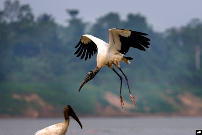 FILE - A wood stork flies, in Carauari, Brazil, Tuesday, Sept. 6, 2022. A Brazilian non-profit has created a new model for land ownership that welcomes both local people and scientists to collaborate in preserving the Amazon, the world's largest tropical forest. (AP Photo/Jorge Saenz)