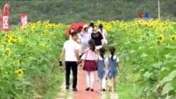 ԱՌԱՆՑ ՄԵԿՆԱԲԱՆՈՒԹՅԱՆ. Չինաստանում ծաղկած միլիոնավոր արևածաղիկները գրավում են զբոսաշրջիկներին