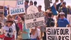 澳大利亞人抗議捕殺鯊魚