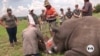 Scientists test injecting radioactivity into rhino horns to deter poachers